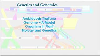 Arabidopsis Thaliana Genome A model organism in plant and genetics [upl. by Marashio]