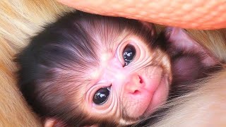 Mom Action The newborn monkey baby has a feeling of fear [upl. by Arelus]