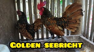 GOLDEN SEBRIGHT BANTAM  TIPS SA PAG ALAGA NG BANTAM [upl. by Connel686]