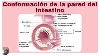 Superficie de absorción intestinal Valentina Temporetti [upl. by Zenobia]