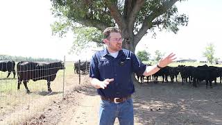 Fenceline Weaning Beef Calves [upl. by Ayanal]