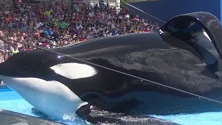 One Ocean with Tilikum Full ShowFull HD Aug 12 2015  SeaWorld Orlando [upl. by Anevad]