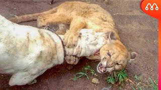 PUMA VS DOGO ARGENTINO QUEM VENCE ESSA LUTA [upl. by Dahsra]