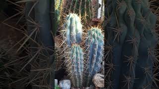 Awesome BLUE CEREUS CACTUS Browningia hertlingiana shorts cactus ornamentalplants plant cacti [upl. by Egni97]