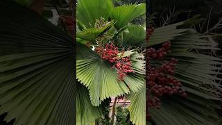 Licuala grandis ruffled fanpalm Vanuatu fanpalm palaspalm palmtrees nature viralshorts shorts [upl. by Piane60]