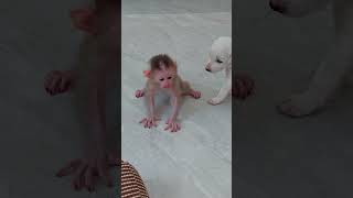 Wow So Surprise To See Newborn Jinna Can Walk To Play With Puppy cute cutestanimals [upl. by Lello]