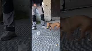 Attivazione mentale Tommaso e la pallina nel vaso einganaavezzano tommasinosuperdog [upl. by Ofloda437]