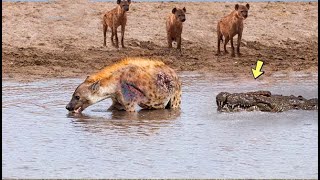 20 Craziest Wild Animal Fights 2024  Brutal Battles Crocodile VS Hyena Leopard Lion [upl. by Nalod]