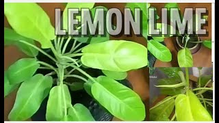 Philodendron Lemon Lime [upl. by Nelubez]