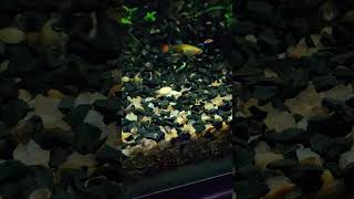 Vídeo de peixinhos ornamentais Lebistes Guppys fish peixelebistes [upl. by Bauer790]