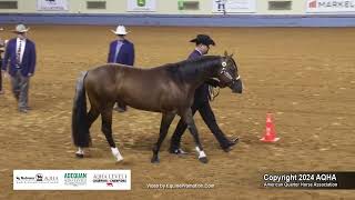 Performance Halter Stallions  2024 AQHA World Championship Show [upl. by Tripp615]