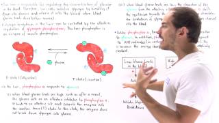 Regulating Glycogen Breakdown in Liver [upl. by Alemac451]