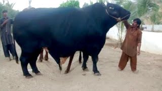 Asias Biggest Heavy Bulls of Surmawala Cattle Farm Collection [upl. by Allisurd631]