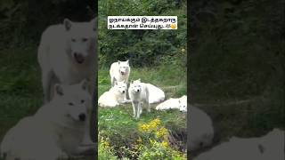 ஓநாய்க்கும் இடத்தகறாரு நடக்கதான் செய்யுது🐺😄 Wolves territory fight wolffacts bioworld wolf bw [upl. by Eillit]