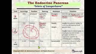 Islets Of Langerhans Histology [upl. by Alverson563]