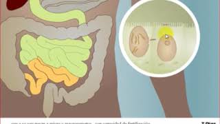 isospora belli life cycle [upl. by Diskson]