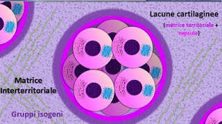 Istologia 25  Cartilagine [upl. by Anen754]