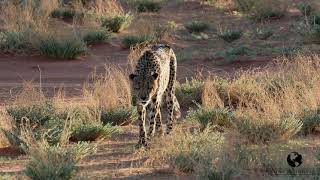 NAMIBIA 2024  BEST OF CHEETAHS  BAGATELLE KALAHARI GAME RANCH [upl. by Aynat]