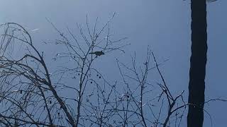 Bird Sounds Like R2D2 Bewicks Wren [upl. by Wickman494]