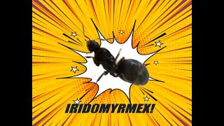 ANT CARE GUIDE EP2 SE1 Iridomyrmex Bicknelli [upl. by Llereg]