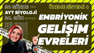 34 Embriyonik Gelişim Evreleri  Üreme Sistemi  11 Sınıf Biyoloji  2024 AYT Biyoloji 34 Gün [upl. by Aihtniroc]