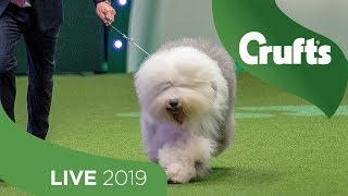 Eukanuba World Challenge Final  Crufts 2019 [upl. by Cedell]