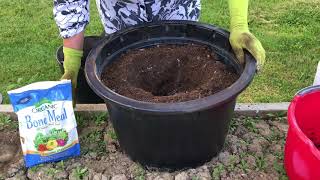 Planting Tomatoes in Containers [upl. by Nytram927]