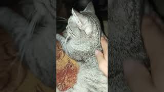 Любить тебя catbreed catsofyoutube bedcat bengalcatlovers meowcat pets views bengalcat [upl. by Rekoob]