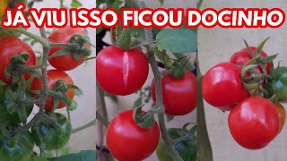 Que tomate é esse que ficou docinho Veja que raridade maravilhosa [upl. by Dlorad]