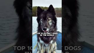 Top 10 Extinct Dogs In The World 🌎  दुनिया से विलुप्त हुए कुत्ते 🐕 [upl. by Cookie653]