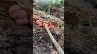 Satisfyingly Popping Pink Wolfs Milk Slime Mold wildlife Asmr Poping nature [upl. by Monda]