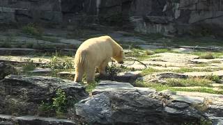 Neuer Eisbär im Berliner Tierpark [upl. by Bathsheb]