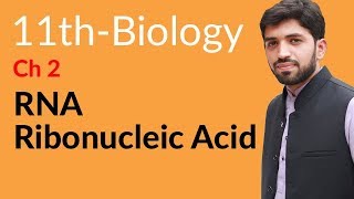 FSc Biology Book 1 Ch  RNA  Ribonucleic Acid  Inter part 1 Biology [upl. by Emawk]