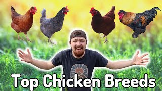 Best CHICKEN Breeds You Need For Your Flock [upl. by Etra]