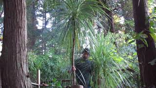 How to Grow Cordyline australis [upl. by Nojad]