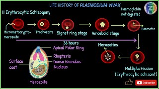 Complete Life Cycle of Plasmodium vivax  Malarial Parasite  BSc 1st Year I Z1 Tutorials [upl. by Lipman790]