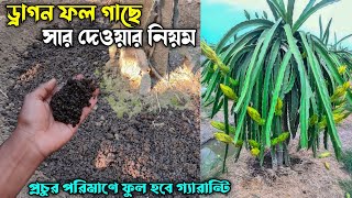 ড্রাগন ফল গাছে কি সার প্রয়োগ করলে প্রচুর পরিমাণে ফুল আসবে  ড্রাগন ফল চাষ পদ্ধতি  Dragon Fruit [upl. by Eentrok]