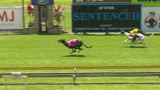 CapalabaWednesday23102024Race1 [upl. by Meriel]