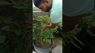 डायनासोर 🦖 प्रजाति का साग 😱 saag plants kitchengardening flowers garden plantlove shorts [upl. by Candy]