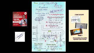 unité 1  phosphorylation oxydative 2bac SVT  SP [upl. by Aciretahs]