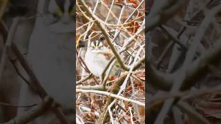 white throated sparrow birds nature shorts [upl. by Norej167]