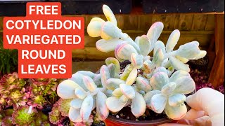 102324 FREE COTYLEDON VARIEGATED ROUND LEAVES  SUCCULENTS FOR SALE LELE 408 883 5495 [upl. by Rasia]