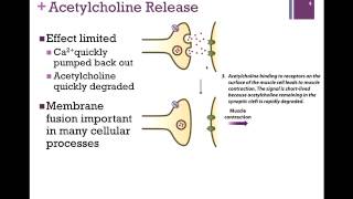 065Acetylcholine Release amp Membrane Fusion [upl. by Lavoie979]