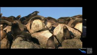 Sea Lions and Seals [upl. by Tireb]