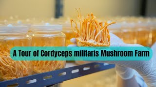 A Tour of Cordyceps militaris Mushroom Farm  Keeda Jadi Mushroom Cultivation in India [upl. by Hamimej258]