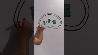 Chloroplast labelled Diagram How to Draw Chloroplast [upl. by Nahtonoj]