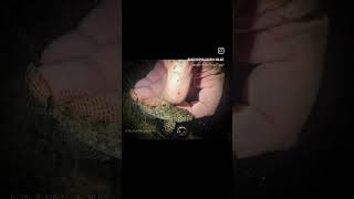 3 Ozark Sculpins from MO Rd4 These little fish are pretty dope Some of my favorite catches from MO [upl. by Adnarahs24]