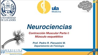 Contracción Muscular Parte I Músculo Esquelético [upl. by Reiniar]