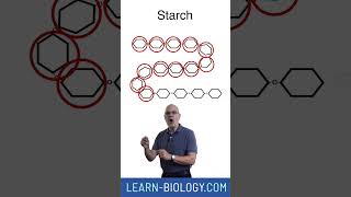 Whats the difference between monomers and polymers apbiology biochemistry [upl. by Karlotte]