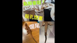 《香港爬道》鬆獅蜥股孔閉塞，爛尾點算好？ [upl. by Harriett435]